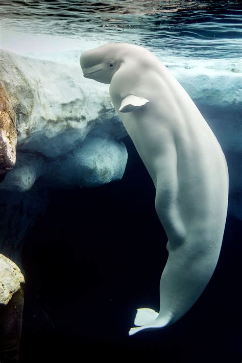 Beluga Whale White Dolphin Portrait While Eating Underwater Beautiful