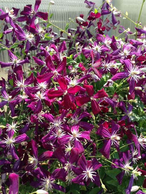 Autumn clematis clematis flower clematis vine large flowers pretty flowers clematis varieties flower polish variety raised by szczepan marczyński, available for purchase from summer 2012. Sweet Summer Love Clematis | Awesome Vines | Pinterest