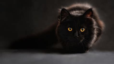 Black Cat Wallpapers Hd Wallpapers Id 16376