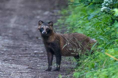 The Raccoon Dog Definitely Not For Christmas Says The Mammal Society