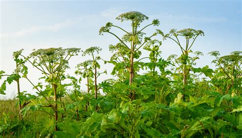 Ealing Council Warns Residents To Keep Away From Giant Hogweed Ealing