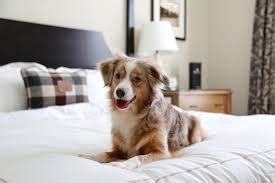 Petfinder has helped more than 25 million pets find their families through adoption. Pet Friendly Hotels Near Me Cheap | Places nearest to me now