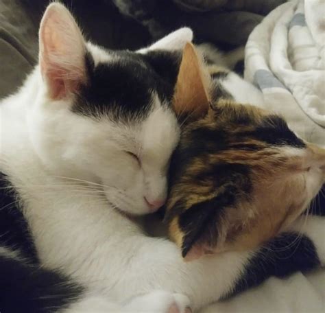 My Kittens Sometimes Cuddle Up To One Another And I Cry At How Adorable