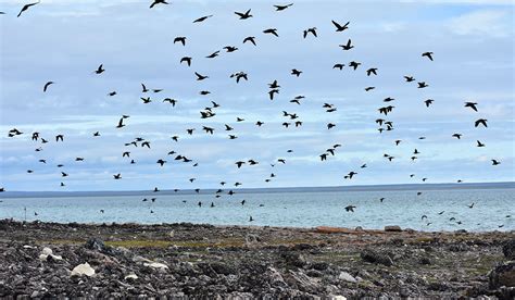 Seabirds And Oil Spills Using Dna To Track Health Impacts