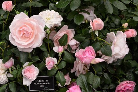 Peter Beales Roses Buy Roses Online From The World Leaders In Shrub