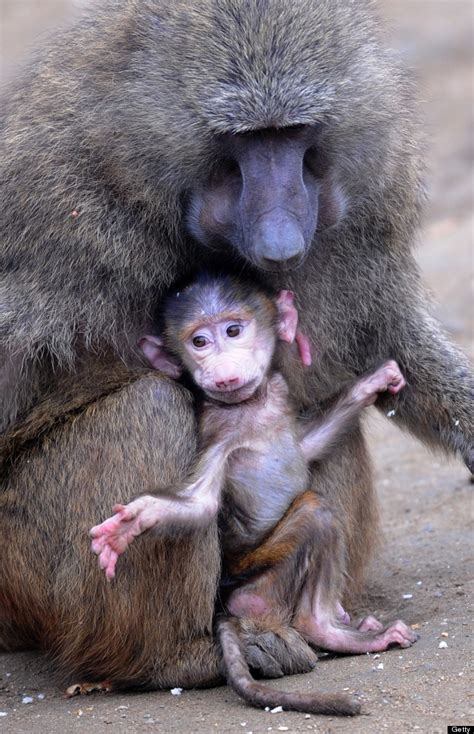 180 Best Baboonmandrill Images On Pinterest