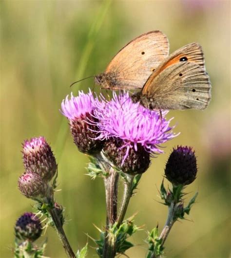 Free Picture Invertebrate Wildlife Insect Summer Nature Butterfly