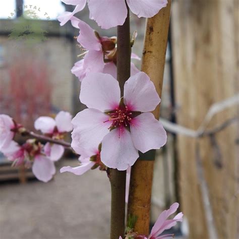May 01, 2015 · citrus trees. Dwarf Flowering Cherry Almond Tree / 39 Small Trees Under ...