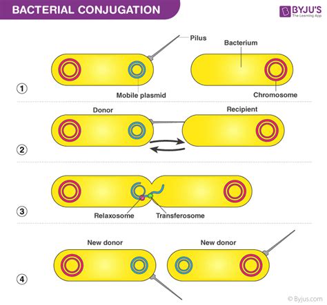 Bacterial Transduction Diagram