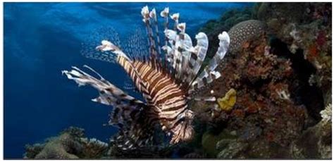 Beautiful Underwater Photography Moolf