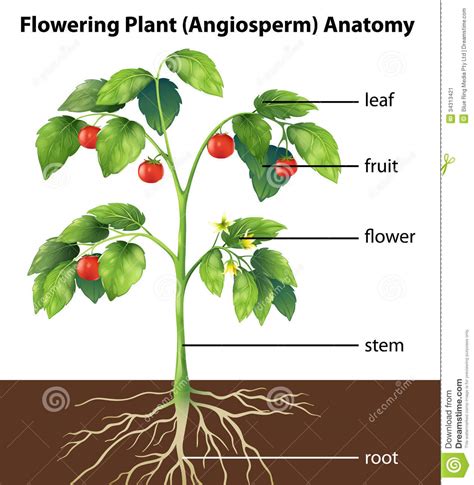 Parts Of A Plant Stock Illustration Illustration Of Petals 34313421