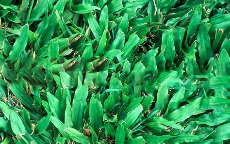 What Is The Best Lawn Grass To Grow In Darwin Houspect