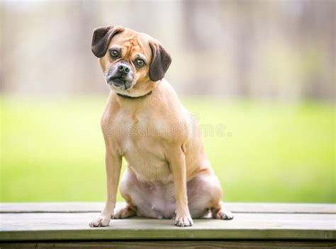 A Pug X Beagle Stock Photo Image Of Canine Breed Curious 187392522