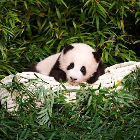 Cutest Baby Panda In The World