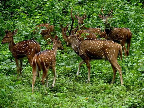 Top 145 Endangered Animals In Kerala