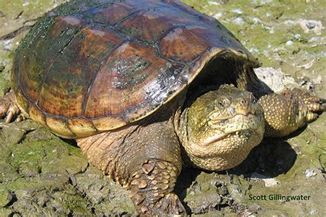 Snapping Turtle Chelydra S Serpentina Ontario Turtle Conservation