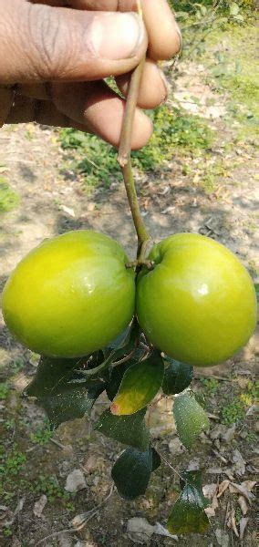 Thai Apple Ber Plant Green At Rs 15 Piece In North 24 Parganas Mim Nursery