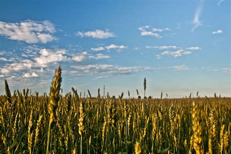 3840x2560 Agriculture Cloudy Environment Field Grain Sky Wheat