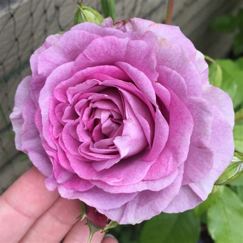 Rosa Violets Pride Floribunda Rose Violets Pride In Gardentags