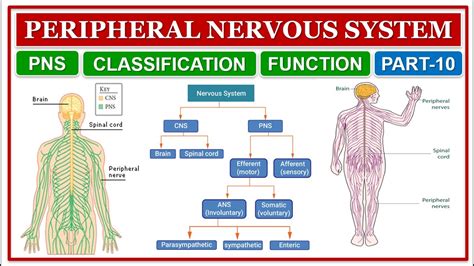 Peripheral Nervous System Classification Function Pns Part 10
