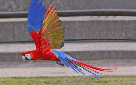 Wallpaper 1920x1200 Px 53 Bird Macaw Parrot Tropical 1920x1200