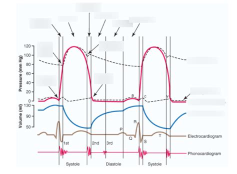 Unit 1 Heart Sounds And Murmurs Wiggers Diagram Diagram Quizlet