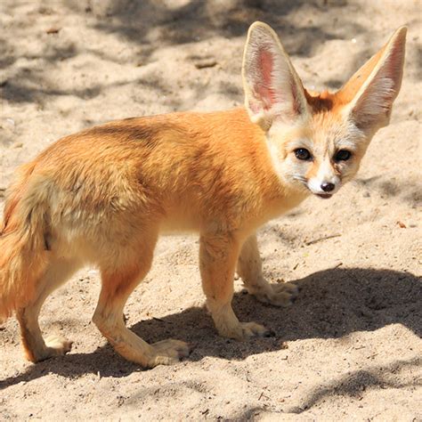 Последние твиты от fox (@foxtv). Tulsa Zoo Fennec Fox