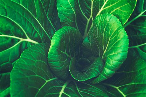 1080x1920 Resolution Green Leaf Plant Chinese Cabbage Leaves