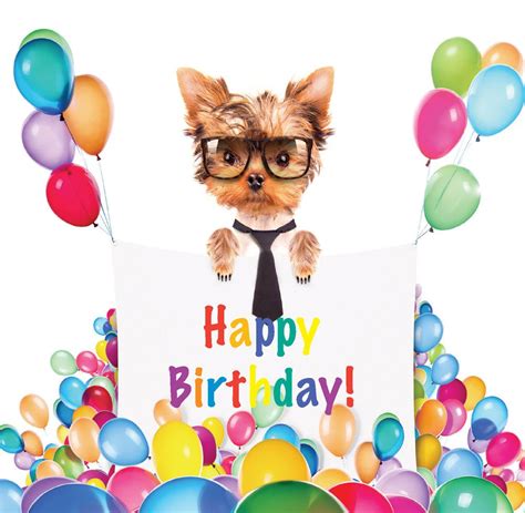 Funny Yorkie Happy Birthday Blank Card Party Yorkshire Terrier Dog