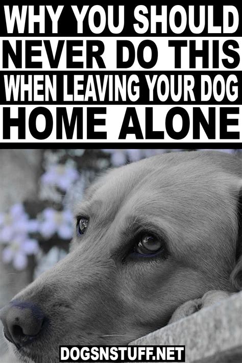 Why You Should Never Do This When Leaving Your Dog Home Alone Dogs N