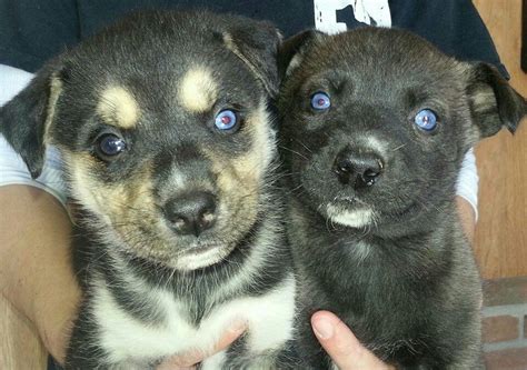 Rottskys are popular mixed breeds which cause them to be somewhat pricey. Rottweiler husky mix puppies the mostly black one is ours Mya | Rottweiler husky mix, Puppies ...