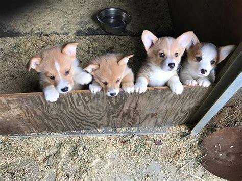 Want to support our channel? Quality AKC Pembroke Welsh Corgi Puppies Available. | Puppies For Sale | Outer Banks, NC | Shoppok