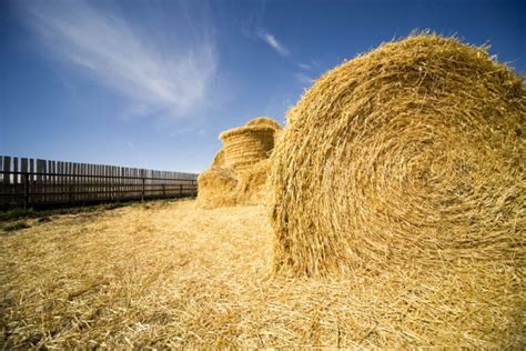 Stack Bales Properly To Help Maintain Quality Canadian Cattlemen