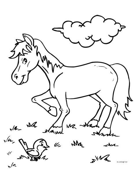Kleurplaat paard download gratis paarden kleurplaten eendiernl. Kleurplaten: Kleurplaat Paard En Veulen