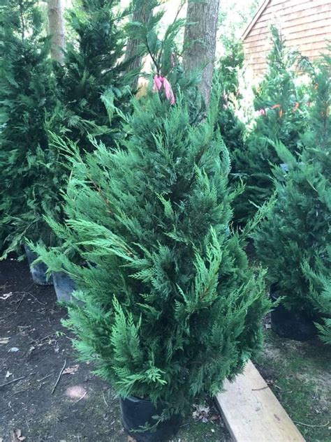 4 5ft Leyland Cypress Fast Growing Privacy Tree Sale Free Delivery