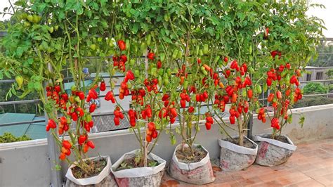Growing San Marzano Tomatoes Is Extremely Easy For Large Sweet High