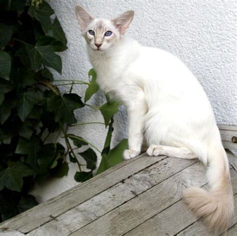 Jademond Inui Lilac Tabby Point Balinese Pretty Cats Cats Balinese Cat