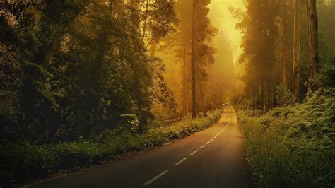 Road Forest Natural Light Wallpapers Hd Desktop And
