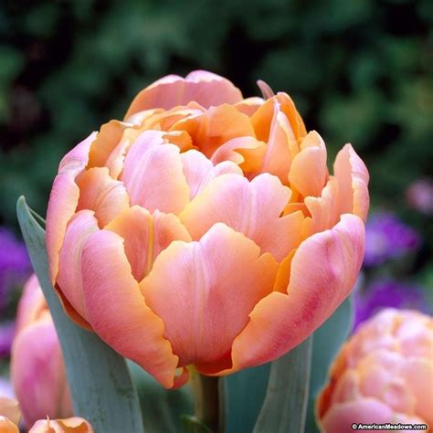 Double Late Tulip Pink Star Has Full Peony Like Flowers In Shades Of