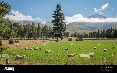 Canterbury Plains Region South Island New Zealand Stock Photo Alamy