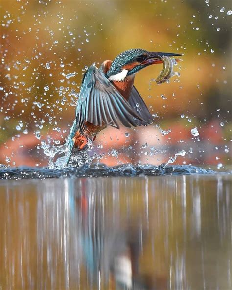 Kingfisher Emerging From Water Rpics