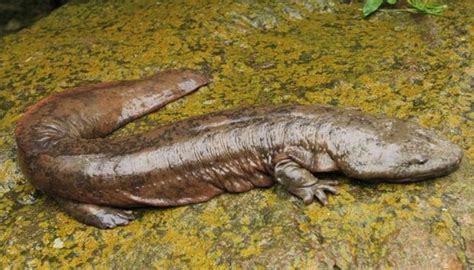 10 Contoh Hewan Amphibi Beserta Gambar Dan Penjelasannya Semuacontoh