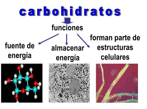 Función De Los Carbohidratos Blognutri