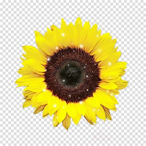 Sunflower Clipart Sunflower Flower Yellow Transparent Clip Art