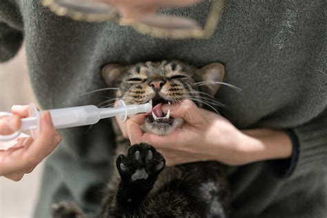 How To Give Cat Liquid Medicine With Syringe Cat Meme Stock Pictures