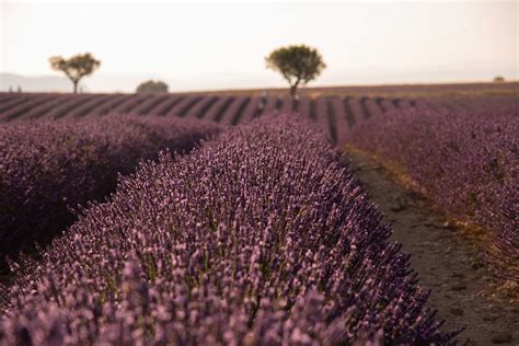 Onde e quando ver campos de lavanda na Provença Destino Provence