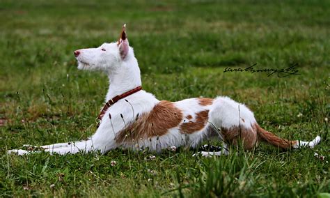 Wire Haired Ibizan Hound Ibizan Hound Hound Puppies Pharaoh Hound