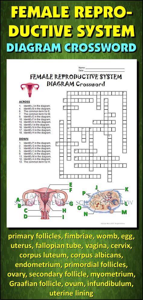 Female Reproductive System Crossword With Diagram Print And Distance Learning Reproductive