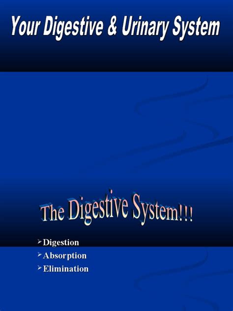 Digestive System Powerpoint.ppt | Digestion | Human ...