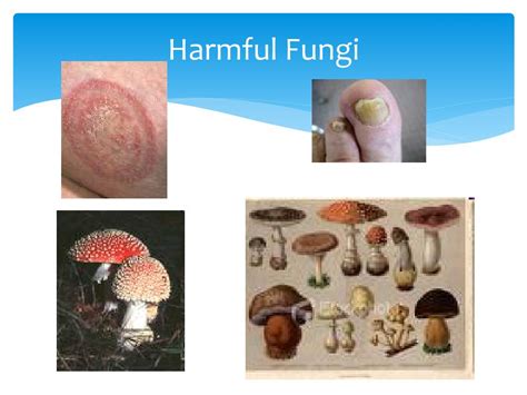 Ppt Microbiology Fungi Protists And Parasites Powerpoint